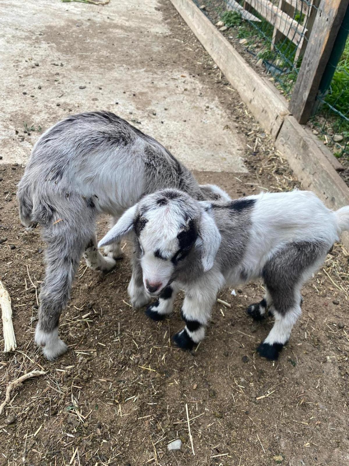 インペリア Agriturismo A Ca Du Cappellanヴィラ エクステリア 写真